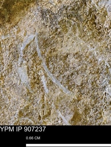 undet. Bivalvia