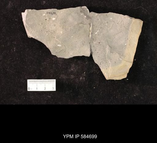 Obolus sp.