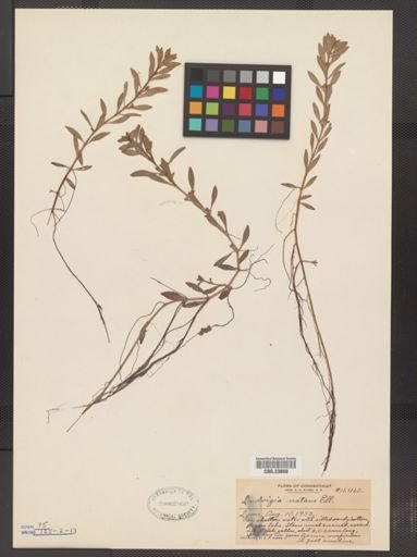 Ludwigia natans