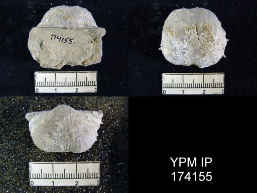Productus magnicostatus