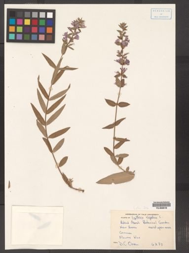 Lythrum virgatum