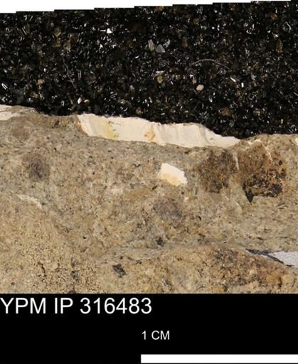 undet. Mollusca