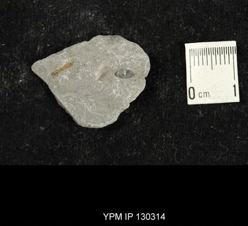 Eldredgeops rana
