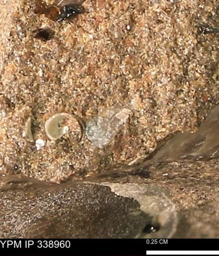 undet. Mollusca