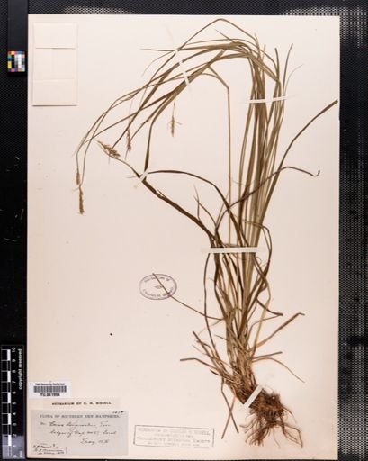 Carex sprengelii