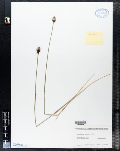 Eriophorum spissum