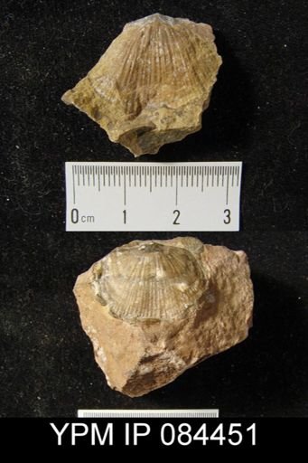 Orthostrophia dartae