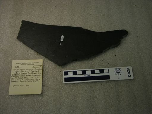 Tanytrachelos ahynis