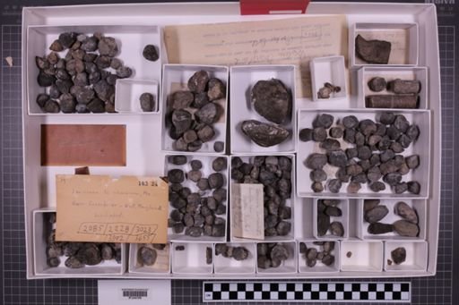 mixed taxa, stratigraphic collection