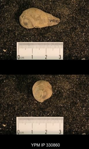 Meekospira peracuta choctawensis