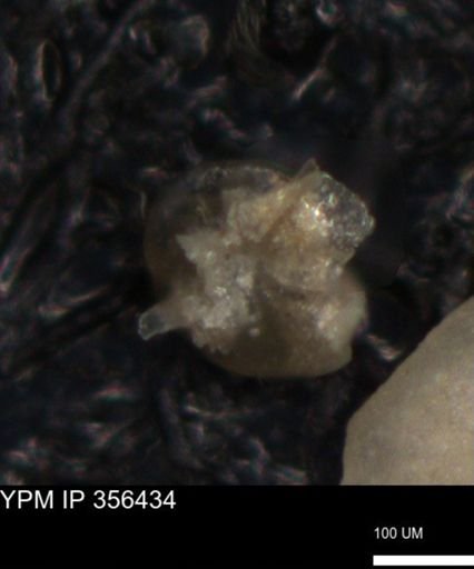 undet. Foraminiferida