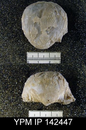 Linoproductus