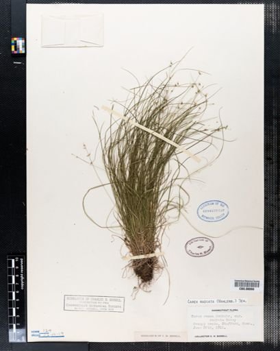 Carex radiata