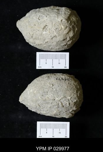 Holocystites sp.