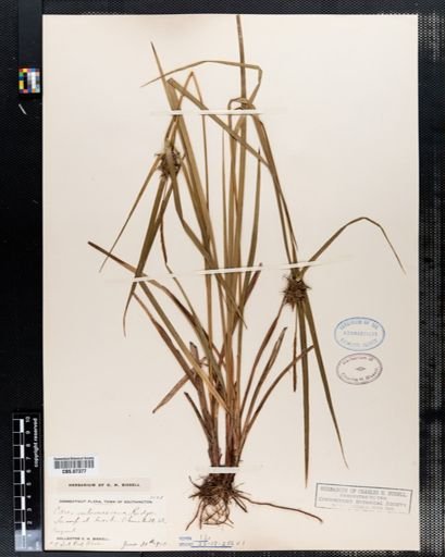 Carex intumescens