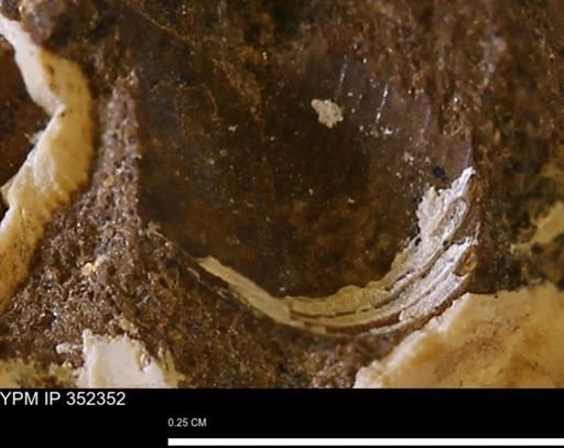 undet. Mollusca