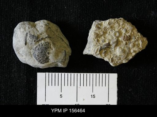 Encrinurus multisegmentatus