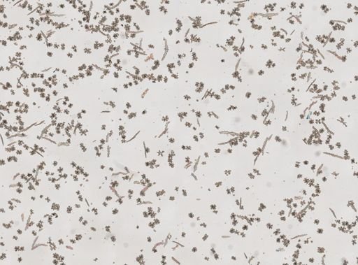 Gersemia fruticosa