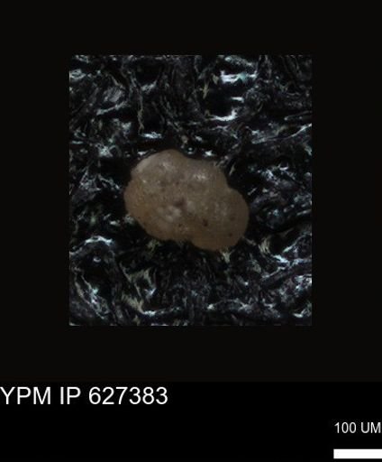 undet. Foraminiferida