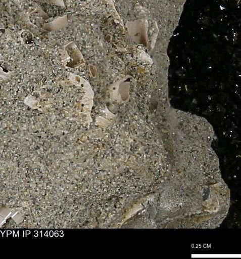 undet. Scaphopoda