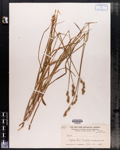 Carex