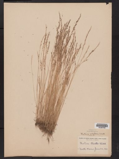 Festuca octoflora
