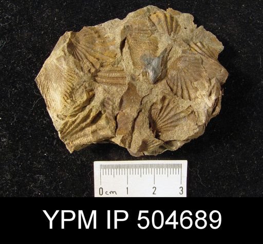 Leptocoelia sp.