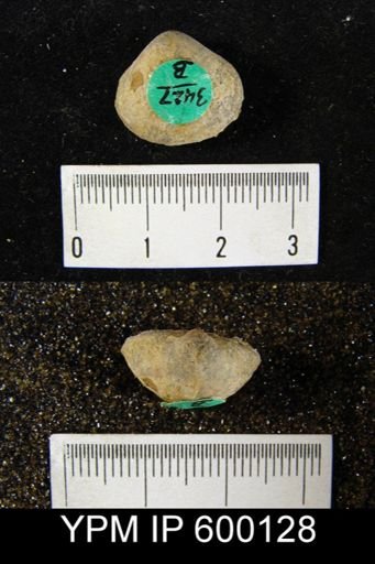 undet. Reticulariidae