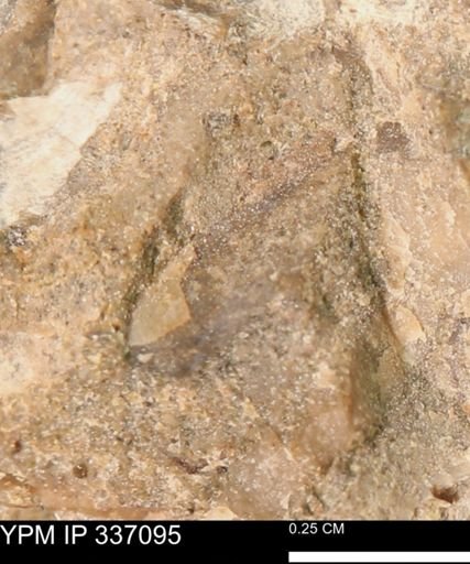 undet. Mollusca