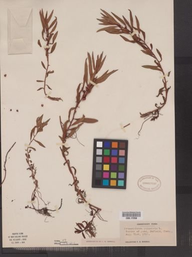 Proserpinaca palustris