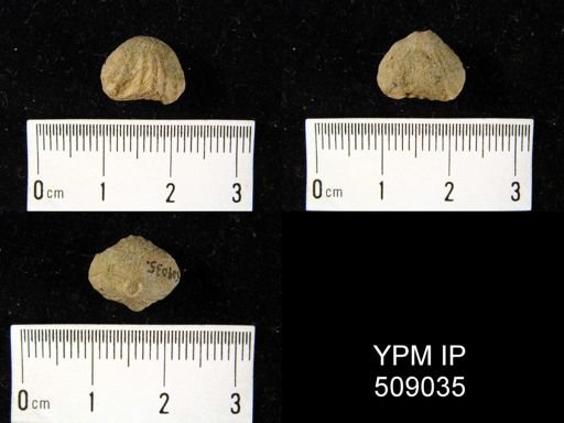Rhynchotrema capax