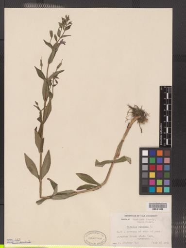 Mimulus ringens