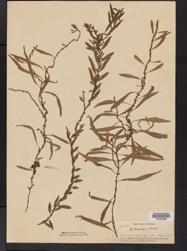 Polypodium