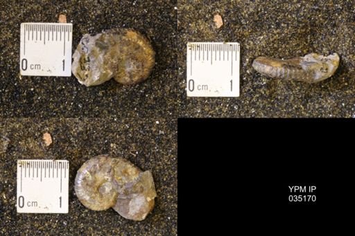 Discoscaphites rossi