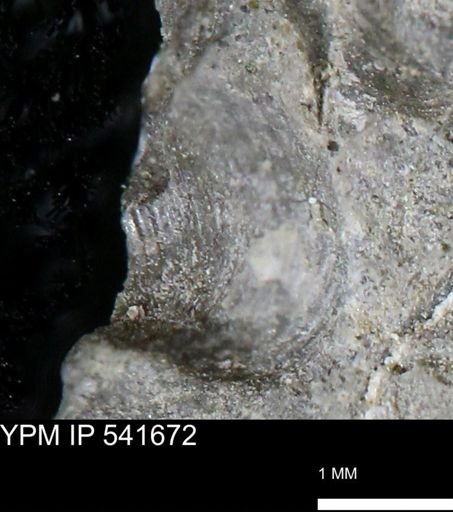 Protocardia subquadrata