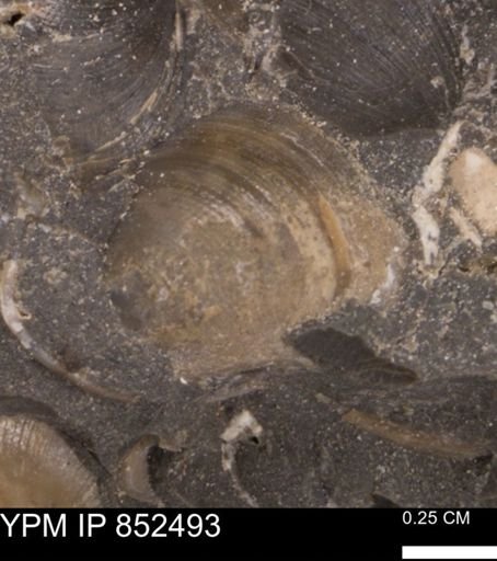 Limopsis striatopunctatus