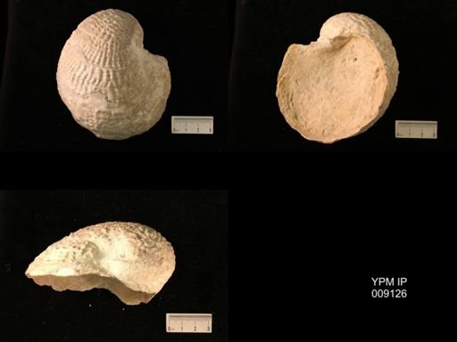 Exogyra cancellata