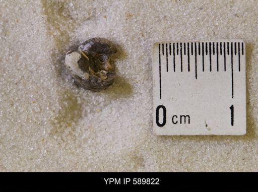 undet. Scaphitidae