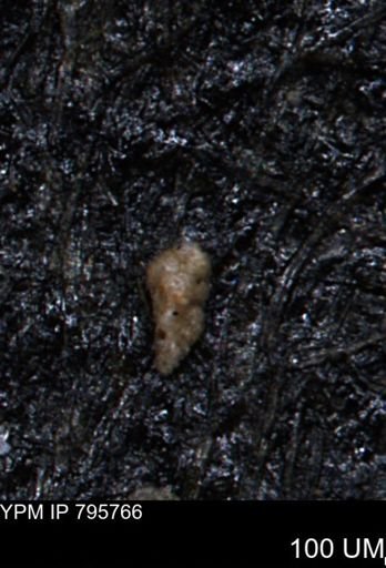 Verneuilina canadensis