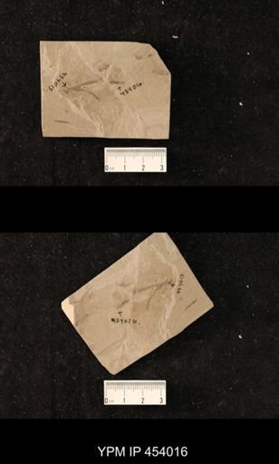 undet. Diptera