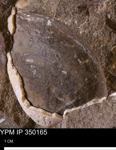 undet. Bivalvia