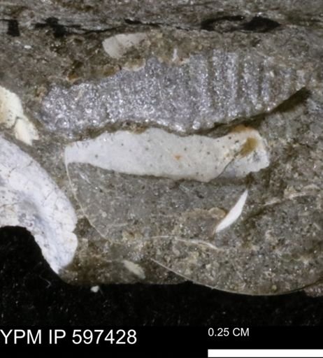 undet. Bivalvia
