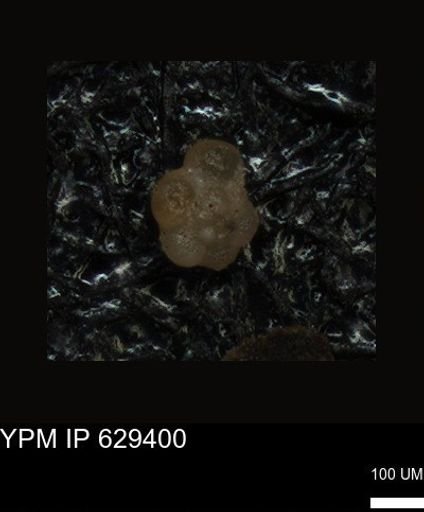 undet. Foraminiferida