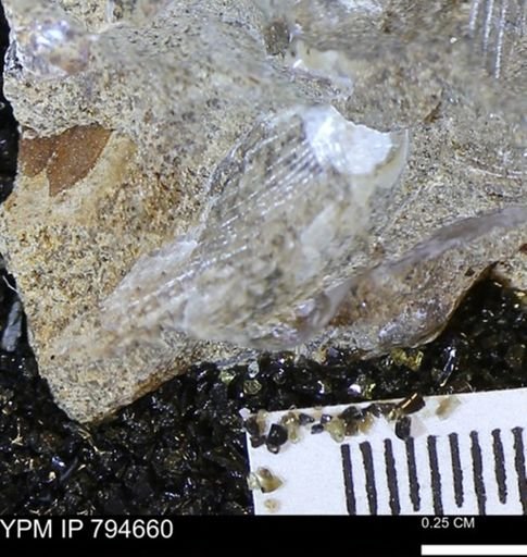 undet. Bivalvia