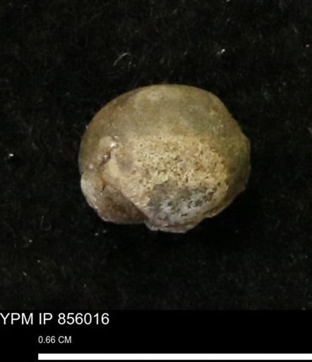 Euspira sp.