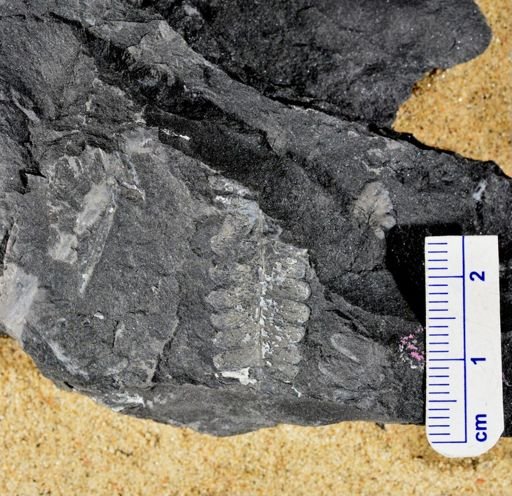 Pecopteris sp.
