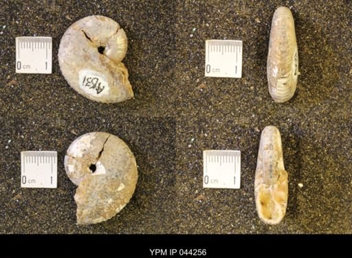 Hoploscaphites comprimus