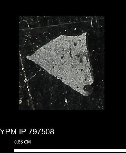 Baculites ovatus haresi
