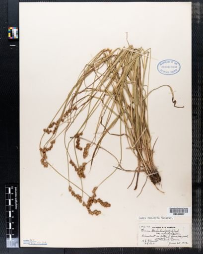 Carex projecta