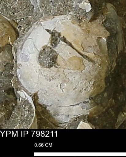 Protocardia